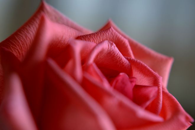 A Rose by any other name